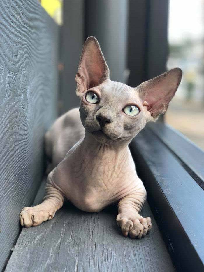 Gatto sphynx